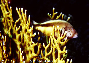 Portrait of a hawkfish rest on firecoral. by Alberto Romeo 